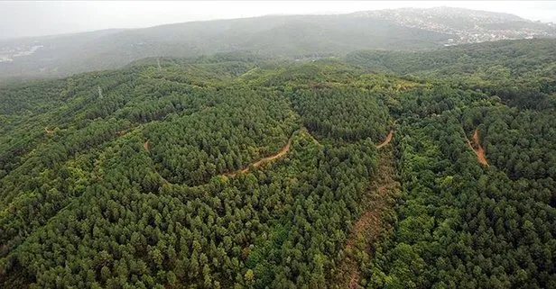 Dünyada son 21 yılda Fransa’dan büyük alanda yeniden orman yetişti