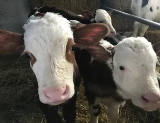 2020 Kurbanlık koç fiyatı İstanbul’da ne kadar? Kurbanlık fiyatları büyükbaş hayvan hisse fiyatı