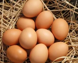 Köy yumurtası ‘hilesi’ bitecek