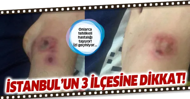 İzi geçmiyor! İstanbul'un 3 ilçesinin kabusu oldu