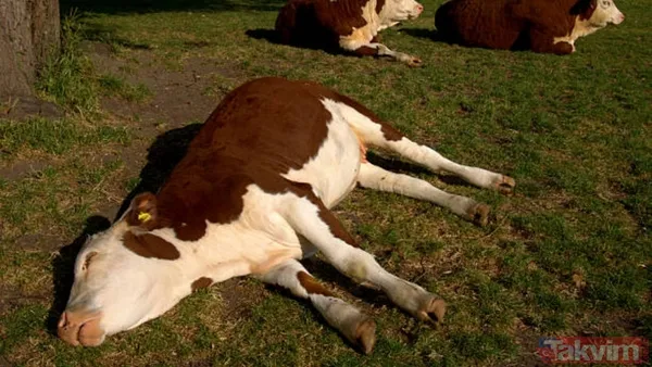 Kesin Bir Tedavisi Bulunmuyor Şu Ana Kadar Deli Dana Hastalığına Karşı Etkili Bir Tedavi Yöntemi Geliştirilebilmiş Değil. Hastalık, İlerledikçe Beyinde...