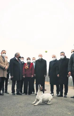 Başkan Erdoğan Beykoz'da hayvan barınağını ziyaret etti! Yanına topla gelen Maylo'yla dakikalarca oynadı