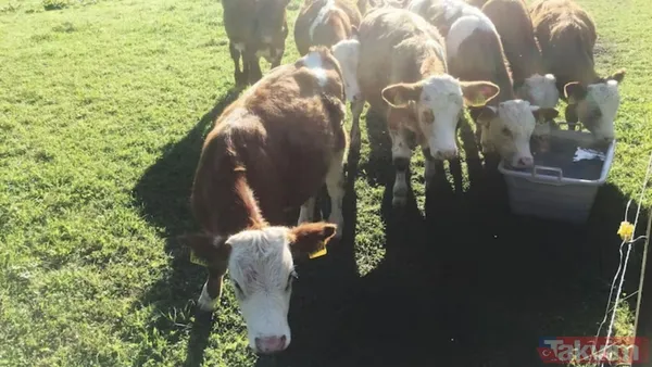 Kurban Ne Zaman Kesilmeli? Kurban Kesim Günleri Hakkında Diyanet'in Cevabı Şu Yönde: Kurban Kesim Vakti, Bayram Namazı Kılınan Yerlerde Bayram Namazı...