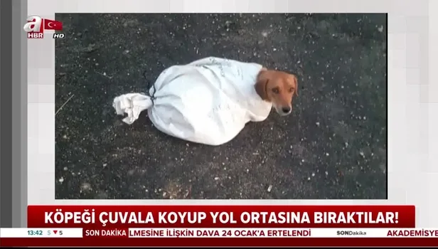 Hamile köpeği çuvala koyup yola attılar