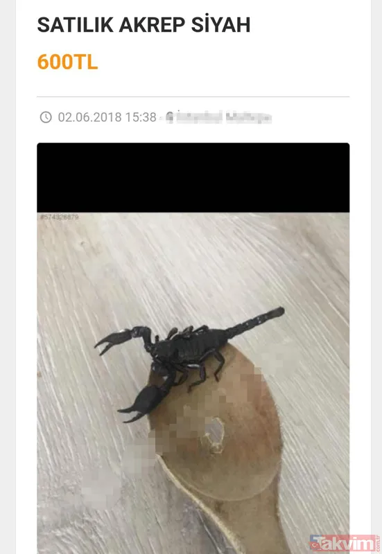Satışı yasak olan hayvanları internetten satıyorlar - 2