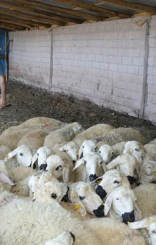 Son dakika: Kurbanlık sayısında sıkıntı yok