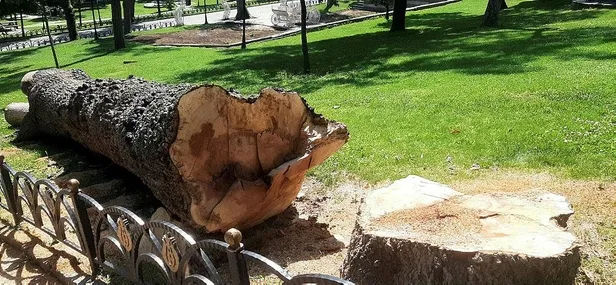 chpli-ibbnin-emirgan-korusundaki-agac-katliamina-istanbul-orman-bolge-mudurlugu-tarafindan-para-cezasi-verildi-1655518120712.jpeg CHP'li İBB'nin Emirgan Korusu'ndaki ağaç katliamına İstanbul Orman Bölge Müdürlüğü tarafından para cezası verildi-4