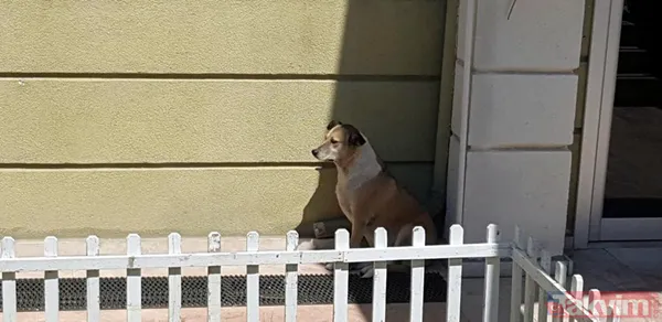 'Daire 16' sözleriyle gündem oldu! Köpük yerinde kalacak - 19