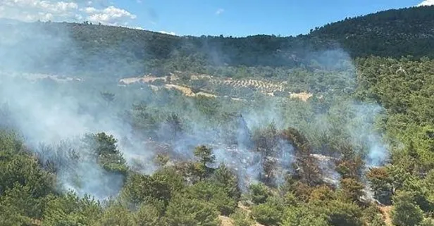 İzmir Bergama’da orman yangını!