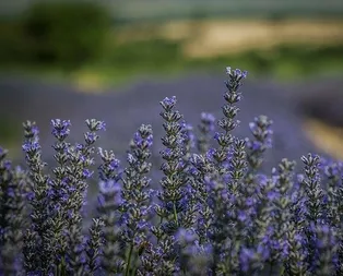 Alzheimer’ın ilacı lavanta