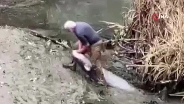 Yeşilırmak’ta boyu kadar balığı böyle yakaladı! Balık avı saniye saniye kamerada