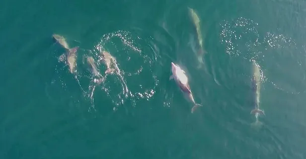 Marmara Denizi'nde yunus şöleni! Göz kamaştıran görüntüler!