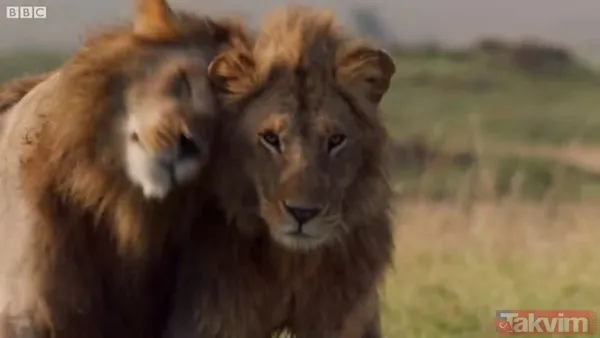 Cesur aslan onlarca sırtlanın arasında girdi! Vahşi doğada şoke eden kare! Sonrasında ise kaçınılmaz ölüm - 38