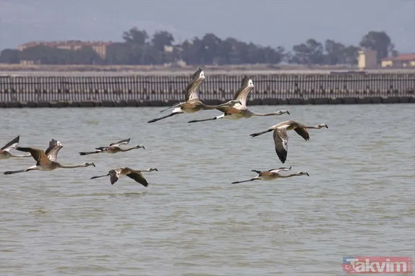 Minik allı turnalar (flamingolar) uçmayı İzmir Kuş Cenneti'ndeki doğal kreşte öğreniyorlar - 23