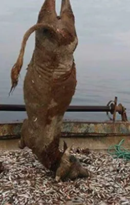 Kocaeli'de balıkçıları şok eden olay!