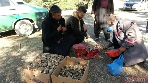 japonya-ve-guney-kore-bunun-hastasi-beyaz-altin-icin-ormana-akin-ediyorlar-gunluk-10-bin-tl-ise-1605813395664.jpg Japonya ve Güney Kore bunun hastası! Beyaz altın için ormana akın ediyorlar! Günlük 10 bin TL ise...-3
