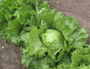 Rüyada marul görmek ne anlama gelir?