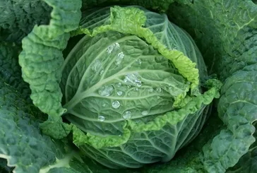 Lahana iltihapları önler