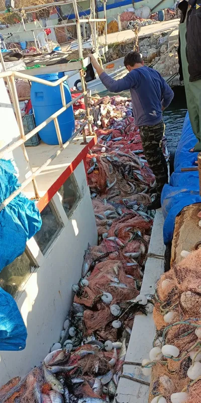 lufer-sezonu-bereketli-geciyor-bir-balikci-canakkale-bogazindan-15-bin-luferle-dondu-1633614864522.jpg Lüfer sezonu bereketli geçiyor! Bir balıkçı Çanakkale Boğazı'ndan 15 bin lüferle döndü-7