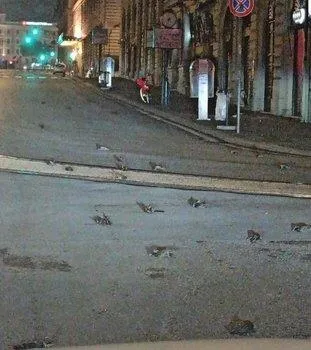 italyanin-baskenti-romada-yilbasi-kutlamasinda-atilan-havai-fisekler-yuzlerce-kusun-olumune-neden-oldu-1609522042511.jpeg İtalya'nın başkenti Roma'da yılbaşı kutlamasında atılan havai fişekler yüzlerce kuşun ölümüne neden oldu-5