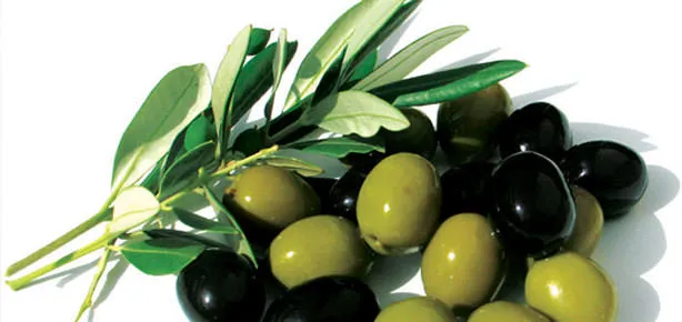 Karşınızda doktor zeytin