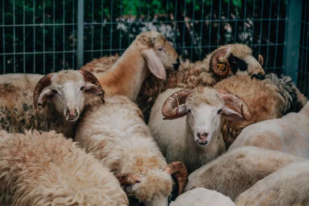 kurban-kesim-vakti-ne-zaman-baslar-kurban-bayramin-kacinci-gunu-saat-kacta-kesilmeli-son-gun-kurban-kesilir-mi-1687884425059.jpg Kurban bayramın kaçıncı günü, saat kaçta kesilmeli? Son gün kurban kesilir mi? Kurban kesim vakti ne zaman başlar?-3