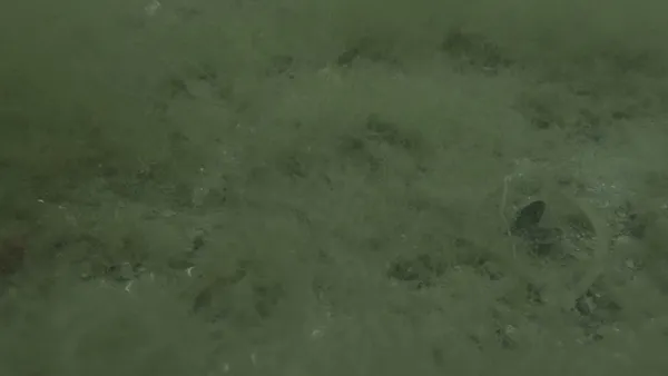 marmara-denizinde-yeni-tehlike-kacak-denizkestanesi-avciligi-deniz-ekosistemine-ciddi-zarar-veriyor-1656314390042.jpg Marmara Denizi'nde yeni tehlike! Kaçak denizkestanesi avcılığı deniz ekosistemine ciddi zarar veriyor-7