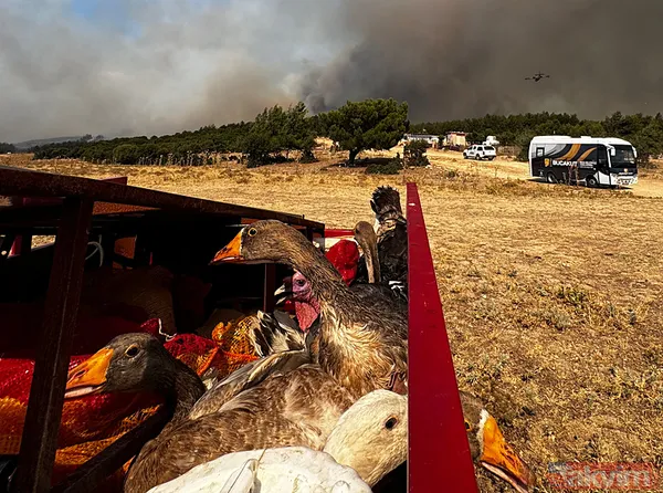 Yangından etkilenen vatandaşlar yaşadıkları dehşeti anlattı: Bir eşyam bile kalmadı! | Devletin ve milletin ellerine sağlık! - 36