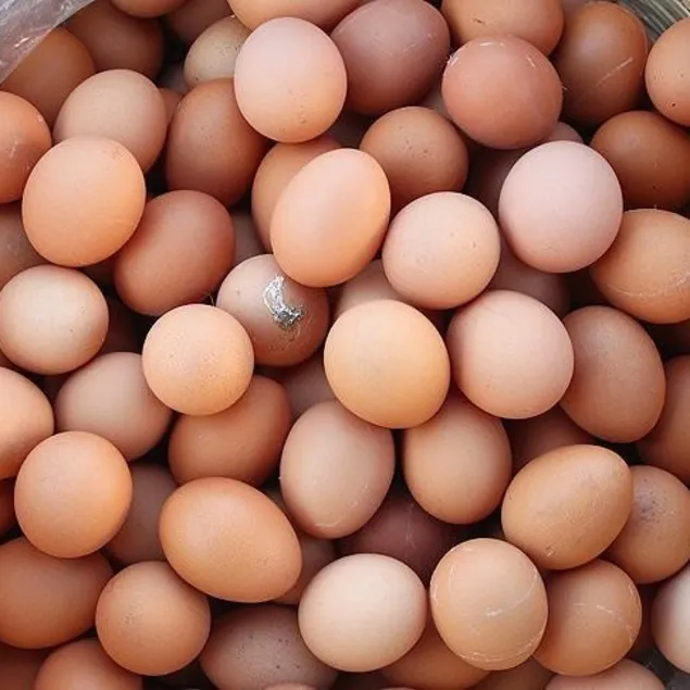 İki gözüm yumurta