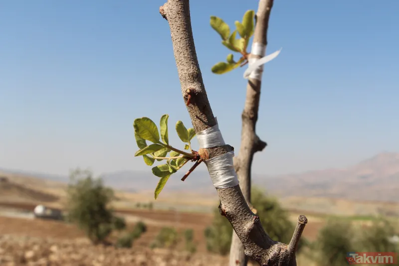 Bir dönem PKK'nın yuvalandığı Gabar ve Cudi dağlarında artık terörist değil fıstık yetişiyor