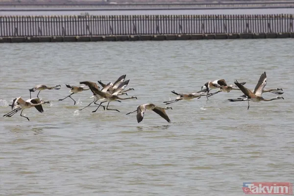 Minik allı turnalar (flamingolar) uçmayı İzmir Kuş Cenneti'ndeki doğal kreşte öğreniyorlar - 8