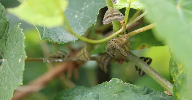 İstanbul'da vampir kelebek istilası! Her yere yayılıyorlar! Ricania Simulans nedir?-1
