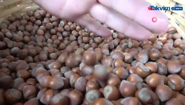 Fındıkta verim projesine yoğun ilgi