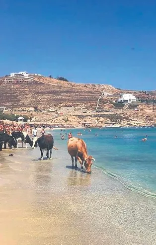 Keçileri kaçırdılar