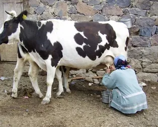 Rüyada süt sağdığını görmek ne anlama gelir?