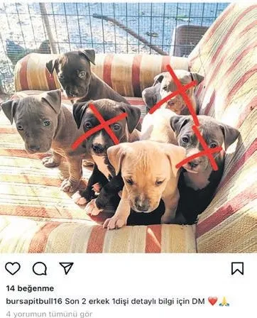 Sahibinden satılık vahşet! Büyüdükçe canavara dönüşen yavruları tam 10 bin TL'ye satıyorlar-7