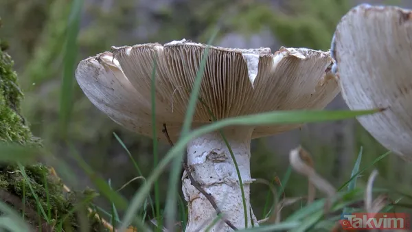 50 gramı bile insanı öldürebiliyor! 29 binden fazla mantar türü yenmiyor: İnsanları öldüren mantarların yüzde 95'i köygöçüren mantarı - 1
