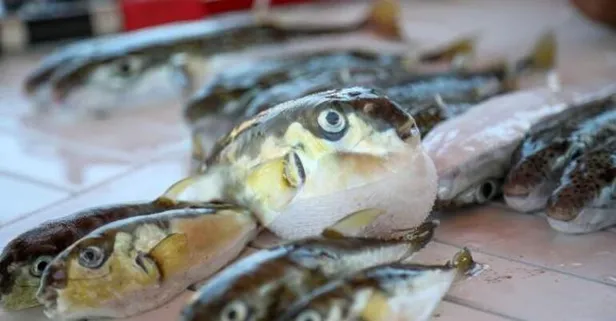 Balon balıklarının zehrinden üretilecek! Siyanürden 1200 kat daha güçlü... Denemeler başladı