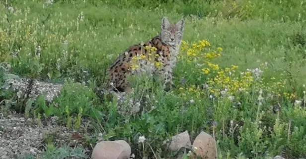 Tunceli’de köye gelen Vaşak yakından görüntülendi
