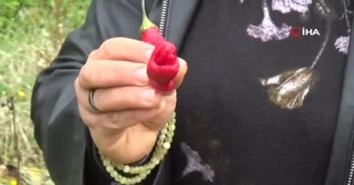 ciftci kadin biber toplarken neye