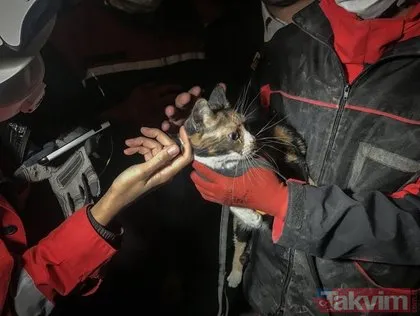 İzmir’de depremin ardından yürekleri ısıtan görüntü: K-9 arama köpeği ’Bob’ enkaz altında kalan kediyi kurtardı