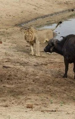 Bakın kavganın kazananı hangisi oldu