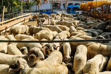 Kurban kesilince kılınan namaz: Kurban namazı kaç rekattır ve nasıl kılınır?
