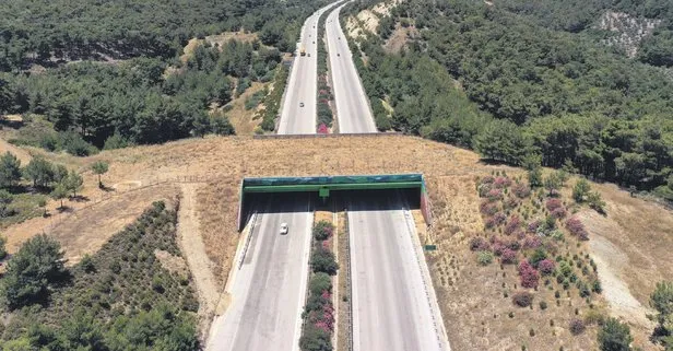 İzmir-Çeşme Otoyolu’nda hayat köprüsü