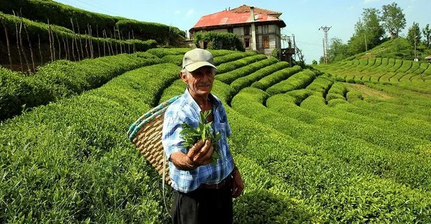 Çay hasadı için binlerce işçi aranıyor! 3 bakanlık devrede