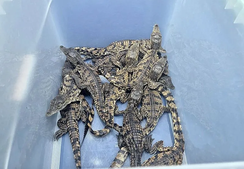 Kaçak yollarla yurda getirilen timsah ve varanlara el konuldu (DHA)