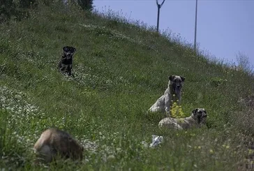 Köpekten kaçtı canından oldu!