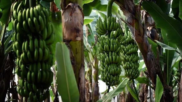 turkiyede-bir-ilk-organize-sanayi-bolgesine-muz-serasi-kuruldu-1633242329041.jpg Türkiye'de bir ilk! Organize sanayi bölgesine muz serası kuruldu-9