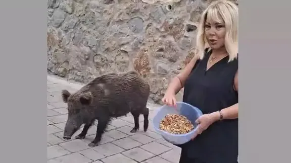 Safiye Soyman domuz besledi