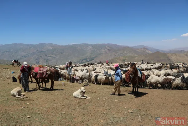 Hakkari'de berivanlar her gün süt sağmak için at sırtında 10 kilometre yolculuk yapıyor - 11